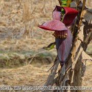 Tengragiri Wildlife Sanctuary